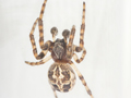 Larinioides cornutus